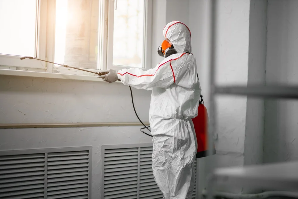 Professional mold remediation services in Williston, VT